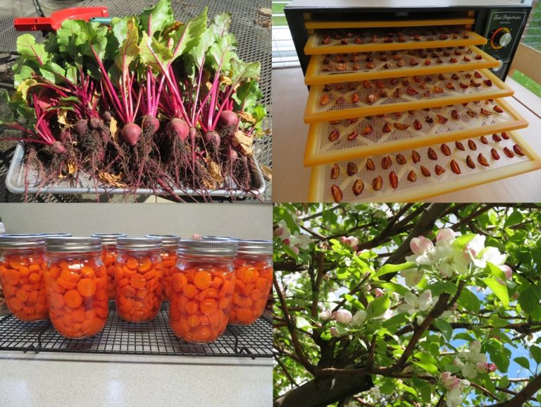Food production by fruit trees, canning, dehydrating, gardening