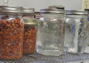 Crowder peans and sterilized water in pint jars