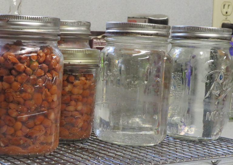 Crowder peans and sterilized water in pint jars